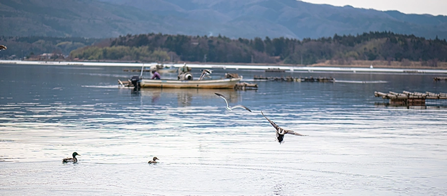 加茂湖で生息する生き物